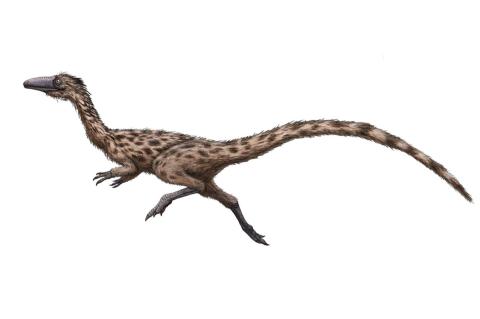 An artist’s rendition shows the dinosaur Podokesaurus holyokensis, which is a candidate to become the official dinosaur of Massachusetts.